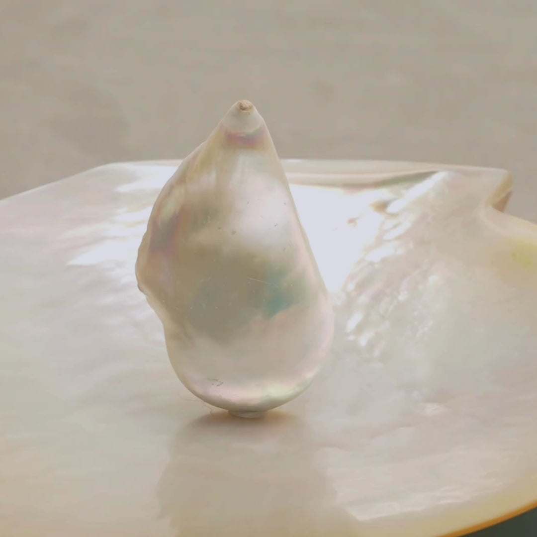 Giant Freshwater Pearl 26 x 52 mm Video